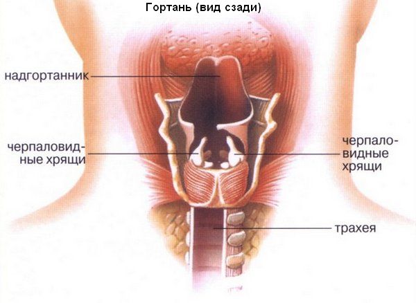 Причины появления папилломатоза гортани