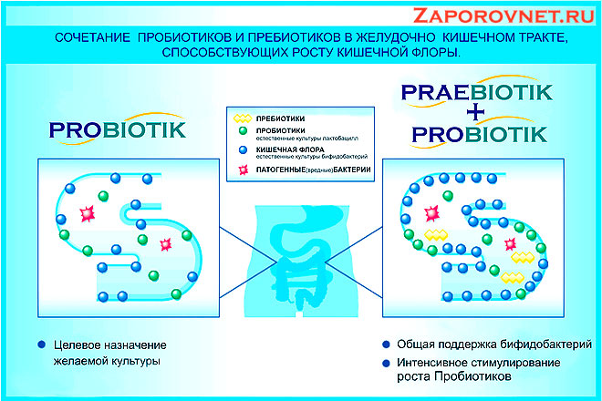 Действие пребиотиков и пробиотиков