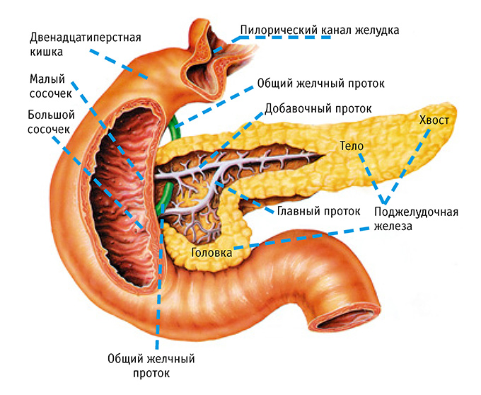 Поджелудочная железа - важный орган человеческого организма.