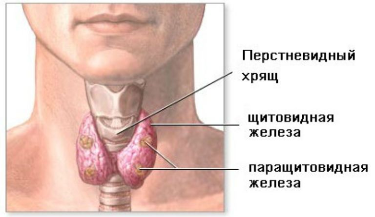 Щитовидная железа симптомы заболевания у мужчин