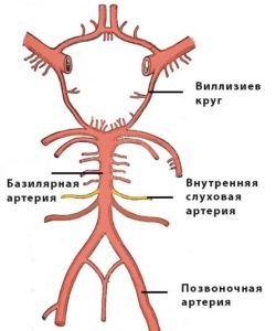 артерии лабиринта